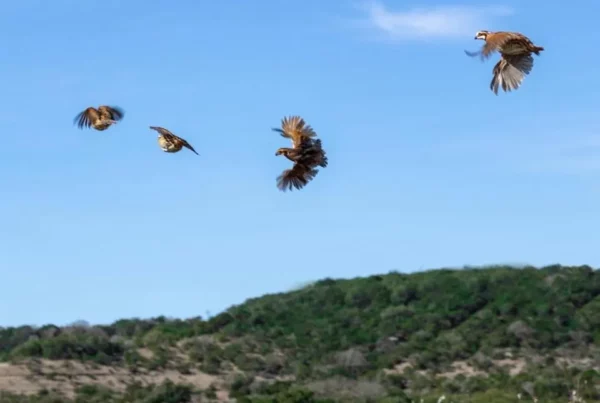 four bobwhite quail flying